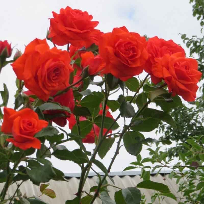 Салита (Salita) - Плетистые розы - Розы - Каталог